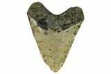 Huge, Fossil Megalodon Tooth - North Carolina #172572-2